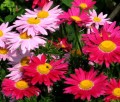 Leucanthemum coccineum.jpg