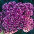 sedum-thunderhead_.jpg