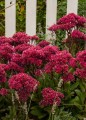 sedum-thunderhead_71837_3.jpg