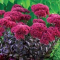 sedum-thunderhead_..jpg