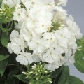 phlox-early-white_.jpg