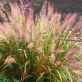 Calamagrostis_brachytricha trzcinnik.jpg