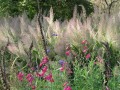 Calamagrostis_brachytricha.jpg