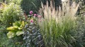 Calamagrostis_brachytricha_.jpg