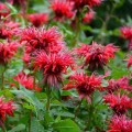 monarda fireball.jpg