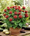 monarda fireball-.jpg