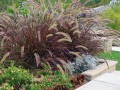 Pennisetum-Setaceum-‘Rubrum.jpg