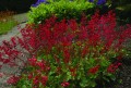 Heuchera-hybrida-Koral-forest.jpg