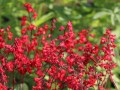purpurgloeckchen-coral-forest--.jpg