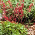 heuchera-coral-forest-.jpg