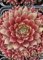 Sempervivum_Palisander--.jpg