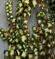 hedera-helix-goldheart_.jpg