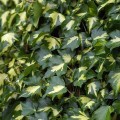 HEDERA GOLDHEART 22.jpg