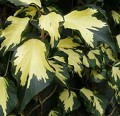 HEDERA GOLDHEART 1.jpg