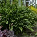 Hosta 'Praying Hands' __.jpg