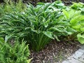Hosta 'Praying Hands'.jpg