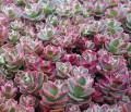 Tricolor' Sedum spurium.jpg