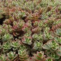 Tricolor' Sedum spurium__.jpg
