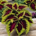 coleus ---.jpg