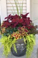 coleus1.jpg