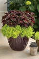 coleus ___.jpg