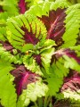 coleus --.jpg
