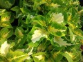 coleus zieloneogrody.jpg