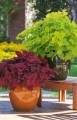 coleus -_.jpg