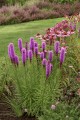 Liatris spicata Kobold 1.jpg