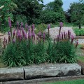 Liatris spicata Kobold.jpg
