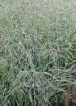 panicum-prairie-sky_79076_2.jpg