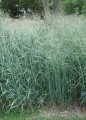 panicum-prairie-sky_79076_4.jpg