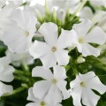 phlox-early-white_1.jpg