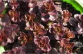 sedum-purpureum.jpg