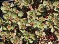 Sedum spurium Purpureum.jpg