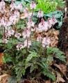 tiarella angel wings 15.jpg