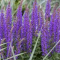salvia-rianne_1_.jpg