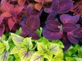 coleus zieloneogrody___3.jpg