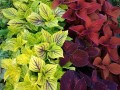 coleus zieloneogrody___.jpg