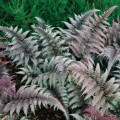 Athyrium-nipponicum-Red-Beauty_.jpg