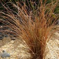 Carex comans BRONZE FORM_.jpg
