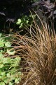 Carex comans BRONZE FORM_2.jpg