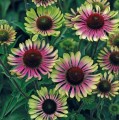 Echinacea Green Twister6.jpeg