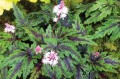 tiarella angel wings3.jpg