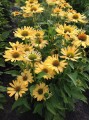 echinacea fountain yellow.jpeg