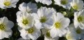Arenaria-Sandwort-header-costa-farms-perennial.jpg