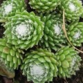 joubarbe-sempervivum-spider22.jpg