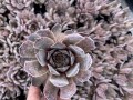 IMG_9926.jpeg