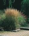 Calamagrostis_Overdam.jpg