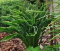Hosta 'Praying Hands' __zieloneogrody.jpg